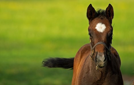 Funtastic out of Gracious Sakes filly<br><br />
Mares and foals on Heaven Trees Farm near Lexington, Ky., on May 22, 2020 Heaven Trees in Lexington, KY. 