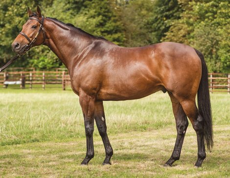 Sea the Moon at Lanwades Stud