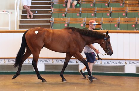 Lot 71 Kodiac (GB) / Life of Pi (GB) B.C. (GB)      Church Farm &amp; Horse Park Stud, Ireland    Stroud Coleman Bloodstock    300,000<br><br />
Tattersalls Craven Breeze Up Sale<br><br />
25/06/20