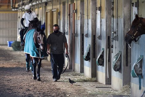 Belmont Stakes Morning line favorite Tiz the Law is walks in the barn after his morning exercise Friday June 19, 2020 the day before he will appear in the 152nd running of The Belmont Stakes on Saturday June 20th at Belmont Park in Elmont, N.Y.