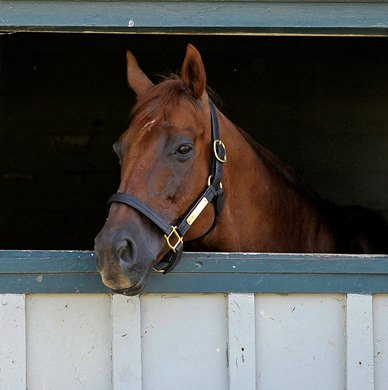 Funny Cide 