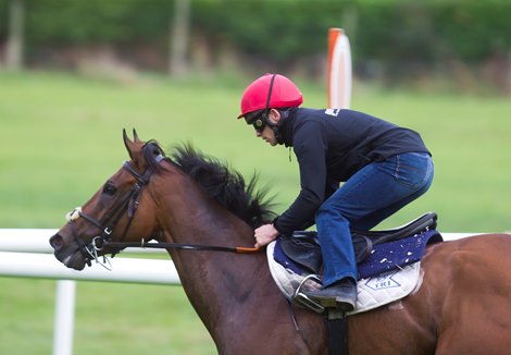 Group 1 winner Gordon Lord Byron works after racing under Wayne Lordan Roscommon 29.09.2014