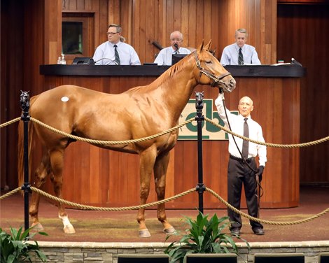 Hip 1312, 2020 OBS 2 Y O Spring Sale