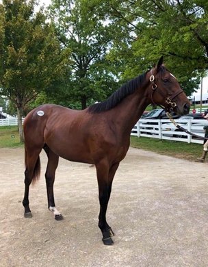 Sole Volante - 2018 Keeneland September Yearling Sale