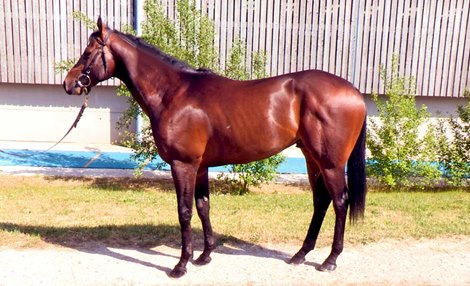 Igotatext (Lot 4) at 2020 Tattersalls Ascot June Sale