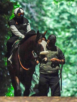 Tiz the Law heads to the main track Sunday June 14, 2020 in Elmont, N.Y. at the Belmont Race Course for his final speed work before the Belmont Stakes which will run next Saturday June 20th. Tiz the Law worked 50.42.   Photo by Skip Dickstein