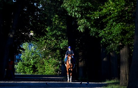 A horse ridden by exercise rider Simon Harris from the Taranova Traing Barn heads to the main track for morning exercise at Belmont Park June 14, 2020 in Elmont, N.Y. Photo by Skip Dickstein