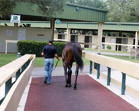 Last Horse leaves the ring, Scenics, 2020 OBS 2 Y O Spring Sale