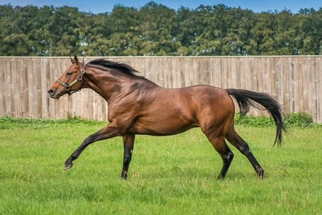 Sea the Moon at Lanwades Stud