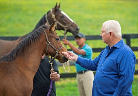 Caption: A foal petting Uncle Dream from Lady Tapit (background). Lee and Susan Searing look at a herd of mares, colts, and yearlings at Springhouse Farm near Nicholasville, Ky., on June 22, 2020 Springhouse Farm in Nicholasville, KY.