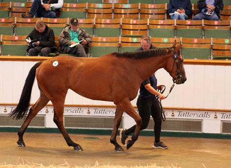 Lot 47 Kodiac (GB) / Fair Nashwan (GB) B.F. (IRE)       Derryconnor Stud, Ireland    Rabbah Bloodstock    90,000  <br><br />
Tattersalls Guineas Breeze Up<br><br />
08/07/20