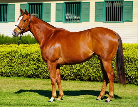 Lot 131 at 2020 Magic Millions Gold Coast National Broodmare Sale