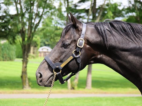 Kizuna at Shadai Stallion Station<br>
July 2020