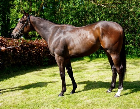 Lot 69 at 2020 Goffs Arqana Breeze Up Sale