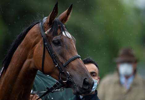 Enable is led into the parade ring before winning an historic third King George VI and Queen Elizabeth QIPCO Stakes<br><br />
Ascot 25.7.20