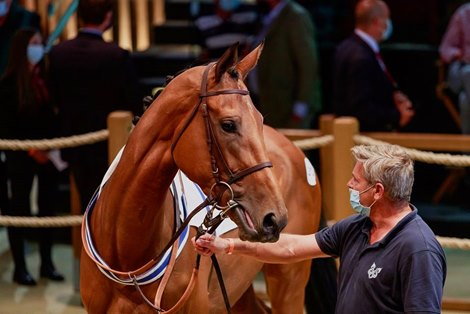 Lot 212 (Night and Day) at 2020 Arqana Summer Sale