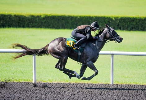 HIP1030 Bahamaian Squall - Up For Grabs    work 20.3   @ OBS .  in Ocala FL . July 12 2020  &#169;Joe DiOrio/Winningimages.biz