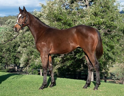 Lot 174 at 2020 Inglis Australian Weanling Sale