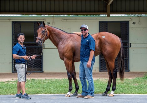 2020 OBS July, Hip 983<br><br />
Laoban - One Look  sold $255.000    @ OBS .  in Ocala FL . July 16. 2020     Jesse  Hoppel with Victor Franco  kid that bought the Horse 