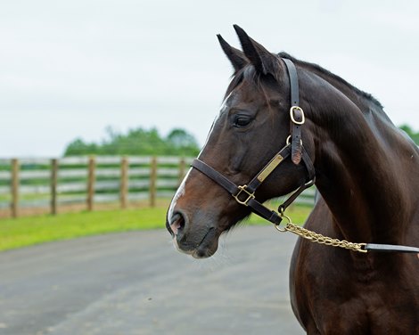 Hollywood Story at Starwood Ranch near Versailles, Ky., on June 30, 2020 Starwood Ranch in Versailles, KY.