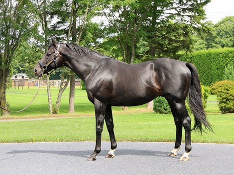 Kizuna at Shadai Stallion Station<br>
July 2020