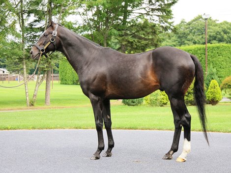 Heart's Cry at Shadai Stallion Station<br>
July 2020