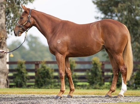 Lot 6, Frankel filly out of Lake Hamana at the Inglis Easter Yearling Sale