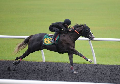 2020 OBS July 2-Year-Olds in Training and Horses of Racing Age Sale, Hip 492