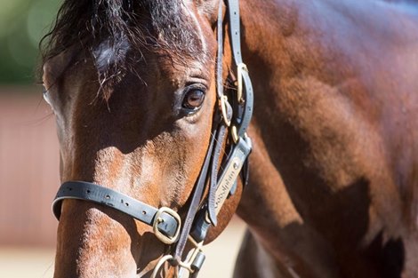 Scene at 2020 Magic Millions National Yearling Sale