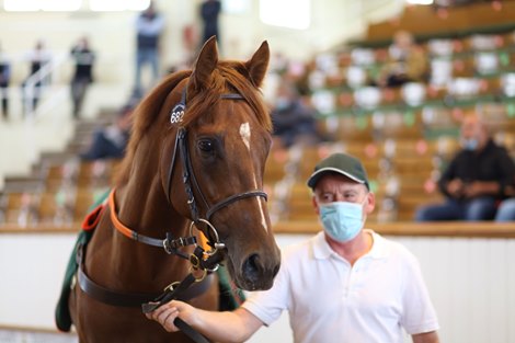 Lot 682 To Nathaniel (GB) 2017 Ch.C.  BY Nathaniel (IRE) EX Too The Stars (IRE)        The Castlebridge Consignment    Voute Sales    185,000  <br><br />
Tattersalls August Sale<br><br />
26/08/20