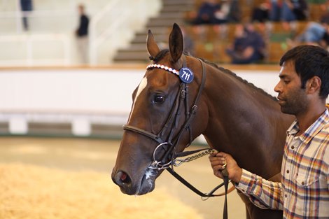 Lot 711 Tell Me All (GB) 2017 B.G.  BY Lope de Vega (IRE) EX Confidential Lady (GB)  UPDATE    Heath House Stables (Sir Mark Prescott, Bt.)    Voute Sales    180,000  <br><br />
Tattersalls August Sale<br><br />
26/08/20