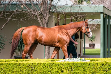 2020 Coolmore Virtual Stallion Parade<br><br />
Justify