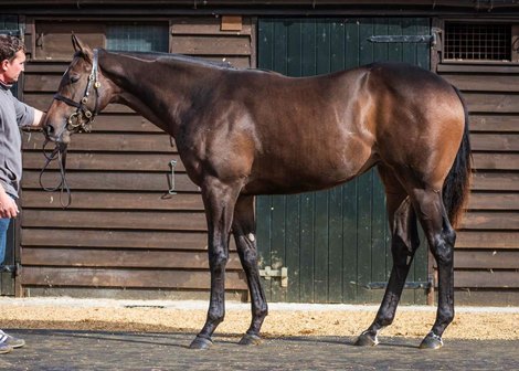 Lot 362 - Kodiac (GB) / Janina (GB) B.F. (IRE)<br><br />
Consignor: Tally-Ho Stud, Ireland / Buyer: Ben McElroy Agent / Price: 190,000