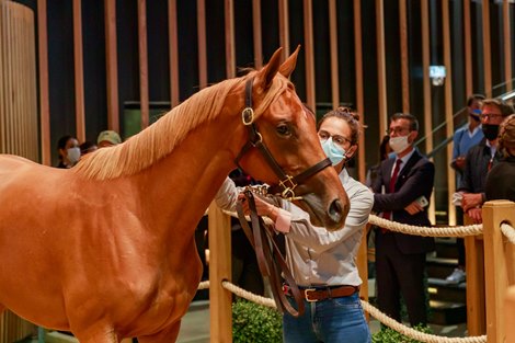 2020 Arqana Select Yearling Sale, Lot 251<br><br />
DUBAWI x STARLET&#39;S SISTER<br><br />
 2 500 000 €