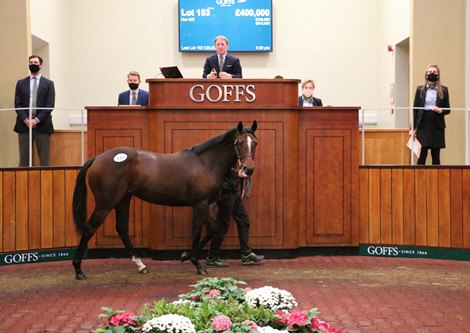Lot 153 at 2020 Goffs Orby Sale at Doncaster