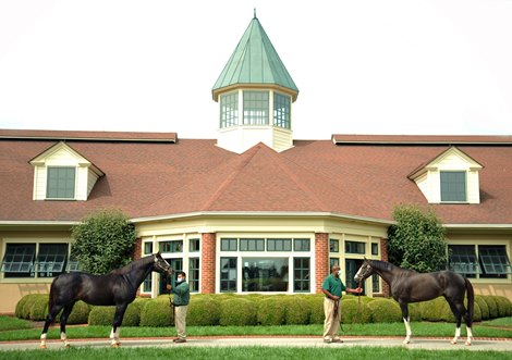 September 15, 2020: Honor Code (L) and Honor A.P.. at Lane's End Farm in Versailles, Ky. Rick Samuels/The Blood-Horse