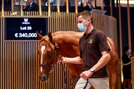 2020 Arqana Select Yearling Sale, Lot 23<br><br />
LOPE DE VEGA x ATTRACTIVE LADY<br><br />
 480 000 €