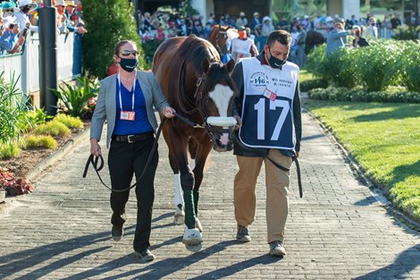 Tiz the Law in the paddock before the Kentucky Derby (G1) at Churchill Downs, Louisville, KY on September 5, 2020.