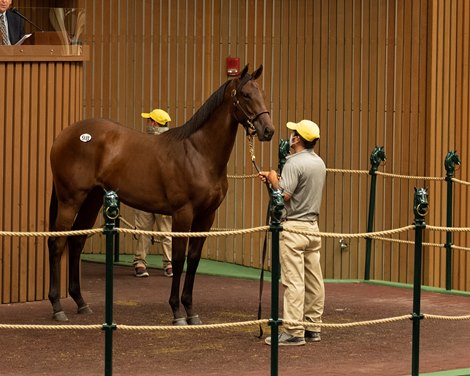 Hip 98 filly by War Front out of Chatham from Stone Farm<br><br />
Keeneland September sale yearlings in Lexington, KY on September 13, 2020.