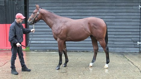 Lot 346 at 2020 Goffs UK Premier Yearling Sale