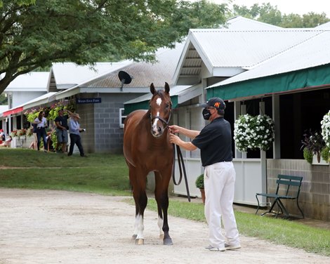 Hip 121, 2020 Keeneland September Yearling Sale