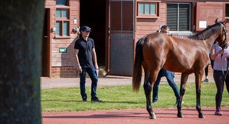 Johnny Murtagh / Scene at 2020 Tattersalls Ireland September Yearling Sale