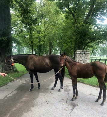 Justwhistledixie and her 2020 Quality Road colt at Clearsky Farms