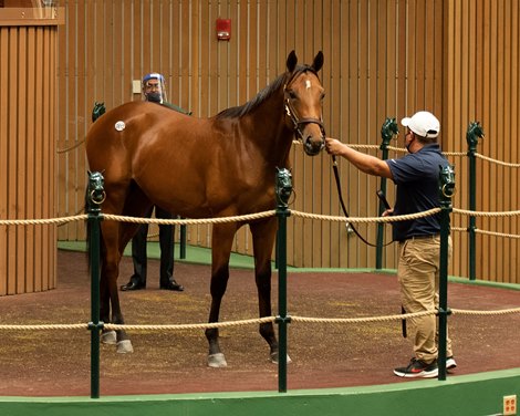 Hip 812 colt by Gun Runner out of Sweet Shirley Mae from Baccari Bloodstock at Keeneland September sale yearlings in Lexington, KY on September 16, 2020.