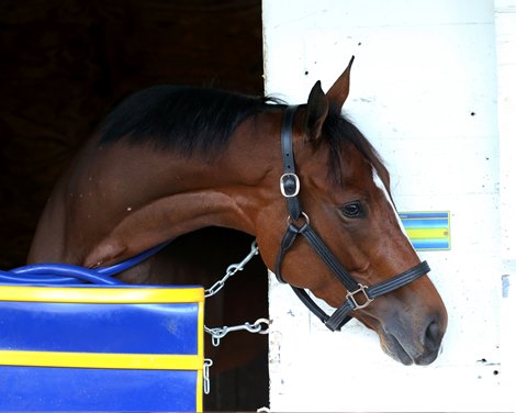 Gamine - Head Shot - Churchill Downs - 090320 