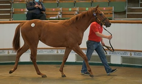 Lot 135 - Ch. Filly; Profitable (IRE) / Sassy Gal (IRE) at 2020 Tattersalls Ascot Yearling Sale