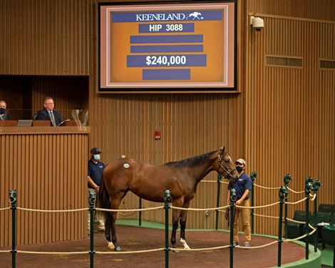 HIp 3088 filly by Jimmy Creed out of On Reflection from Woods Edge Farm<br>
at Keeneland September sale yearlings in Lexington, KY on September 22, 2020.