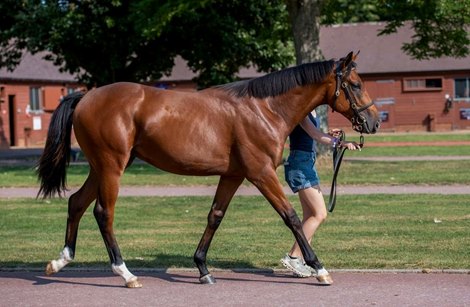 Lot 222 at 2020 Tattersalls Ireland September Yearling Sale