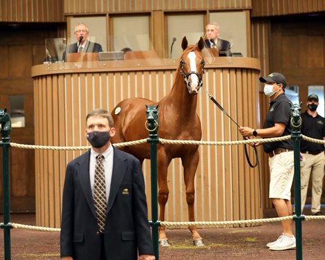 Scenics 2020 Keeneland September Yearling Sale