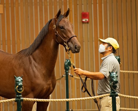 Hip 98 filly by War Front out of Chatham from Stone Farm<br>
Keeneland September sale yearlings in Lexington, KY on September 13, 2020.